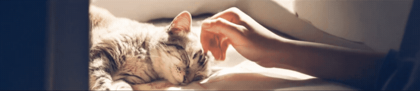 愛猫との時間をもっと